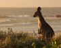 Kangaroo in sunset - Courtesy of Shutterstock