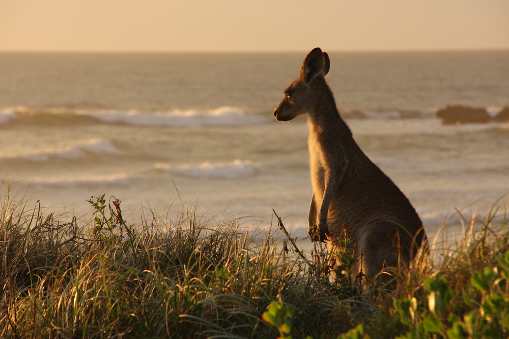 Kangaroo in sunset - Courtesy of Shutterstock