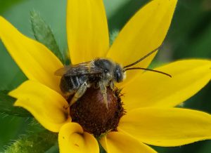 All You Need To Know About Bee Nest Removal