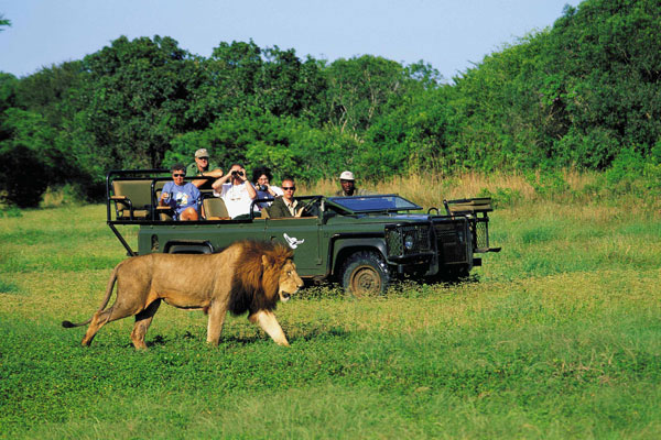 The Unique Safari Tour