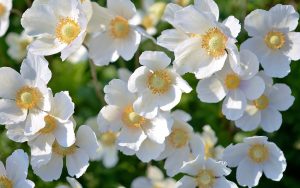 white flowers improve home value
