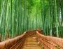 Bamboo Is Increasing In Popularity But Is It Really Sustainable