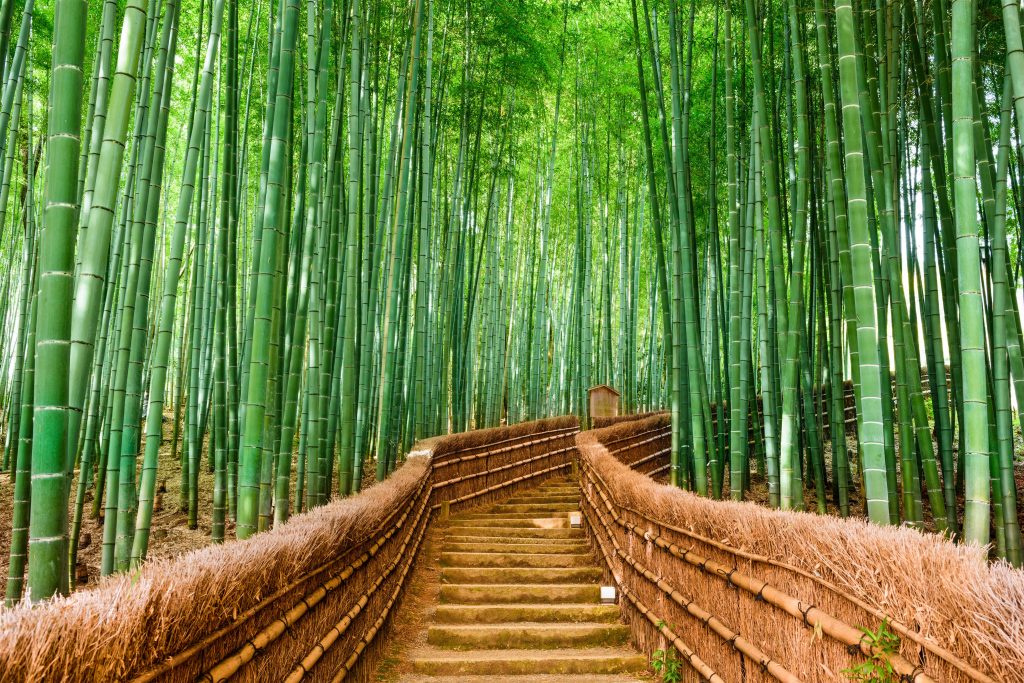 Bamboo Is Increasing In Popularity But Is It Really Sustainable