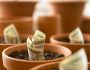 Rolls of twenty dollar bills growing in flowerpots