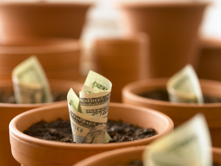 Rolls of twenty dollar bills growing in flowerpots