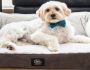 Choosing A Dog Bed