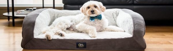 Choosing A Dog Bed