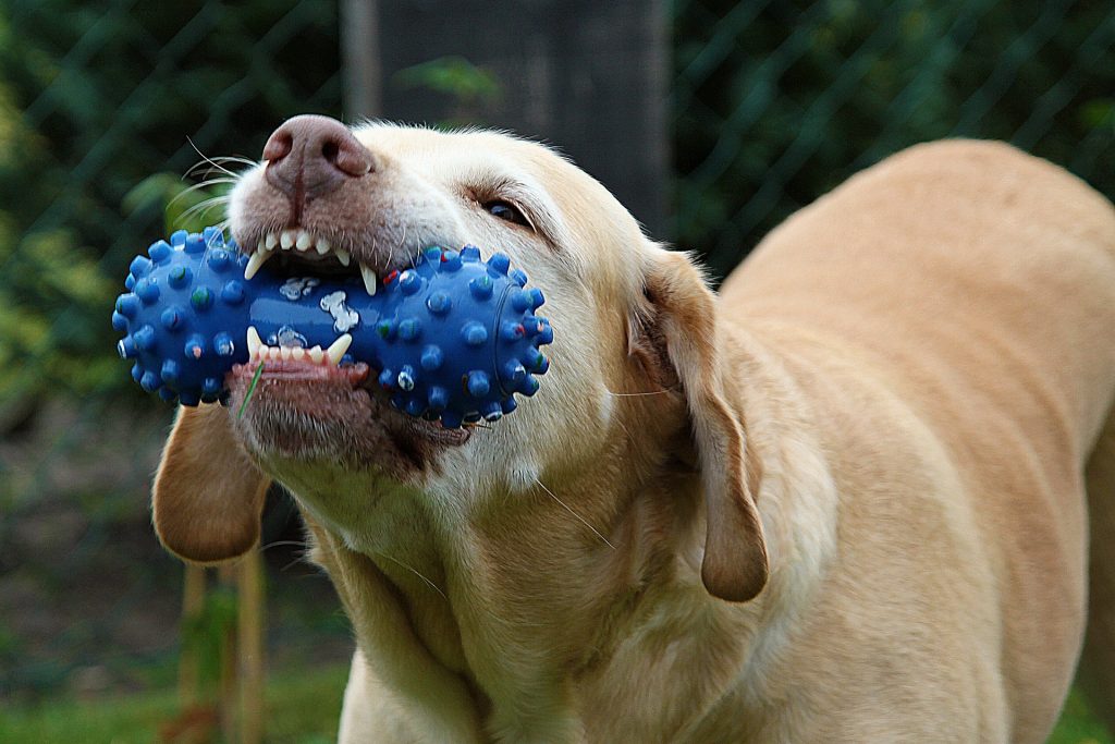dog ate hand cream