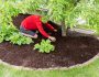 How To Start Mulching