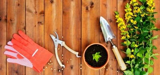 Gardening tips for beginner